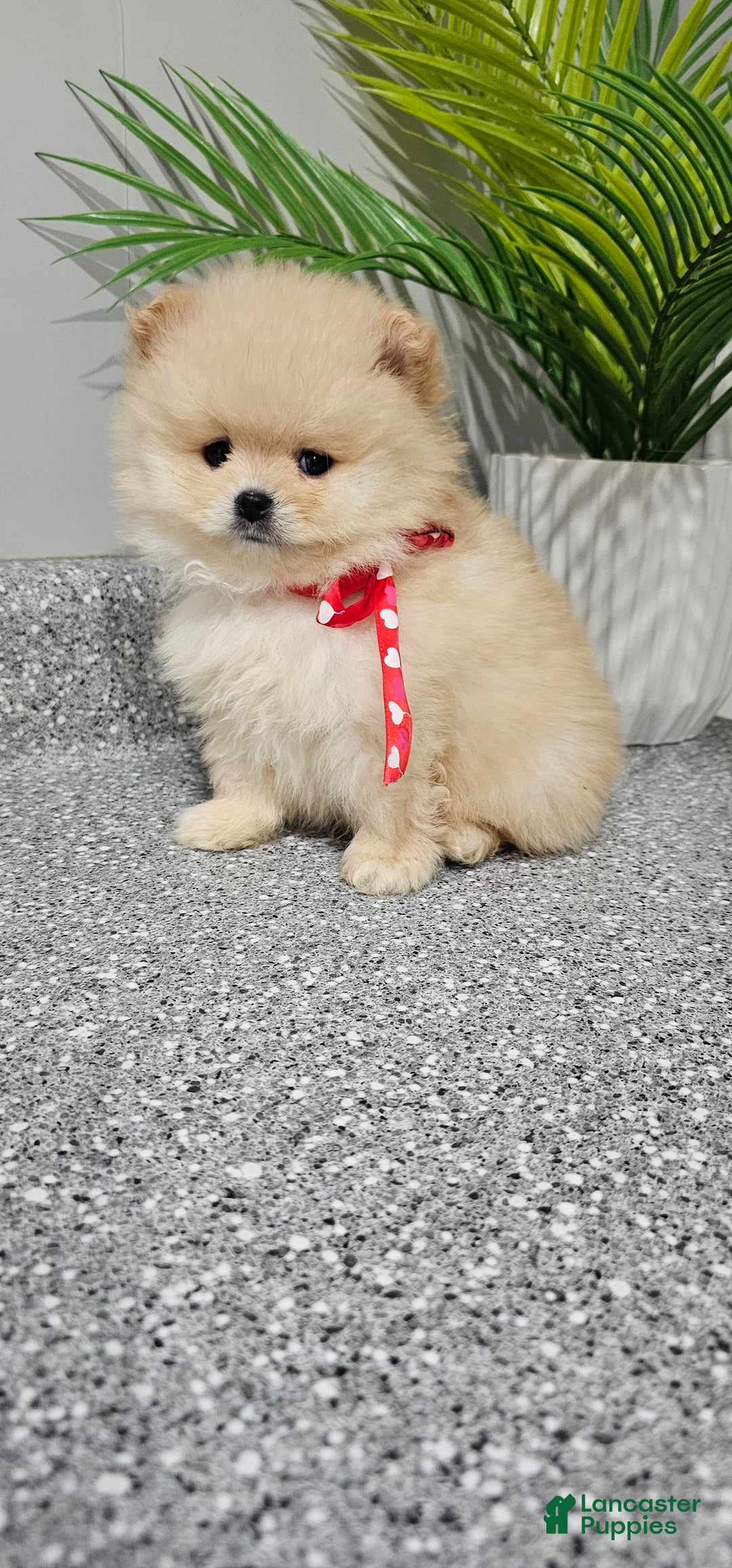 Pomeranian dogs for sale: Bubbles - Ad 5
