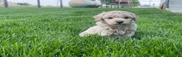 Miniature Poodle dogs for sale: Amos Miniature Poodle Puppy  - Ad 7