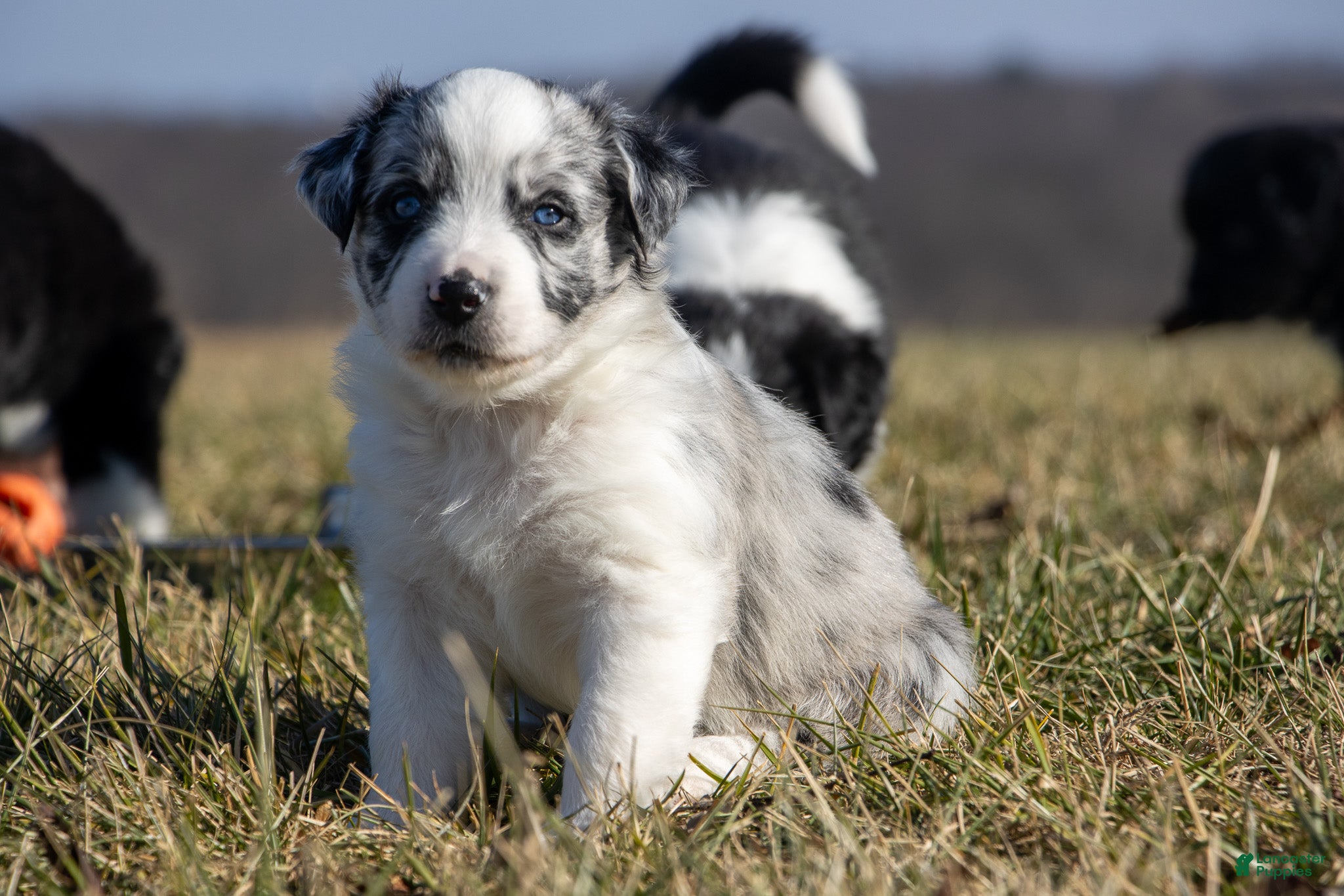 Australian Shepherd dogs  Prancer - Ad 24