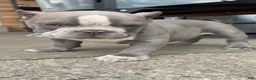 American Bully dogs for sale: American Bully Puppy 1 - Ad 5