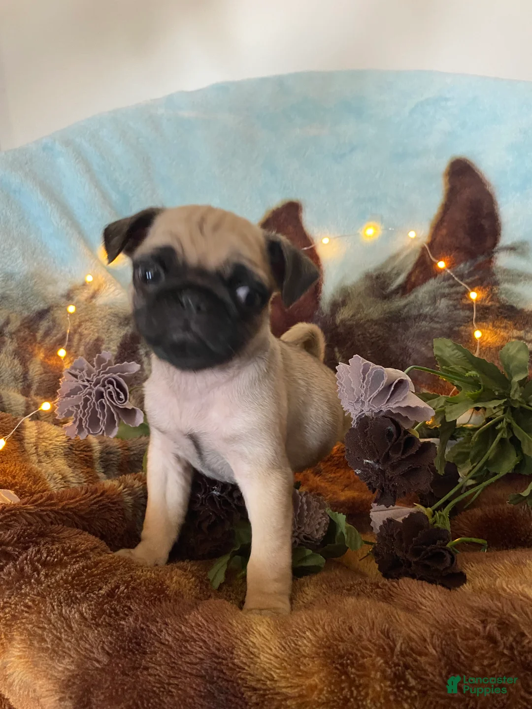 Pug dogs for sale: Pug Puppy 1 - Ad 4