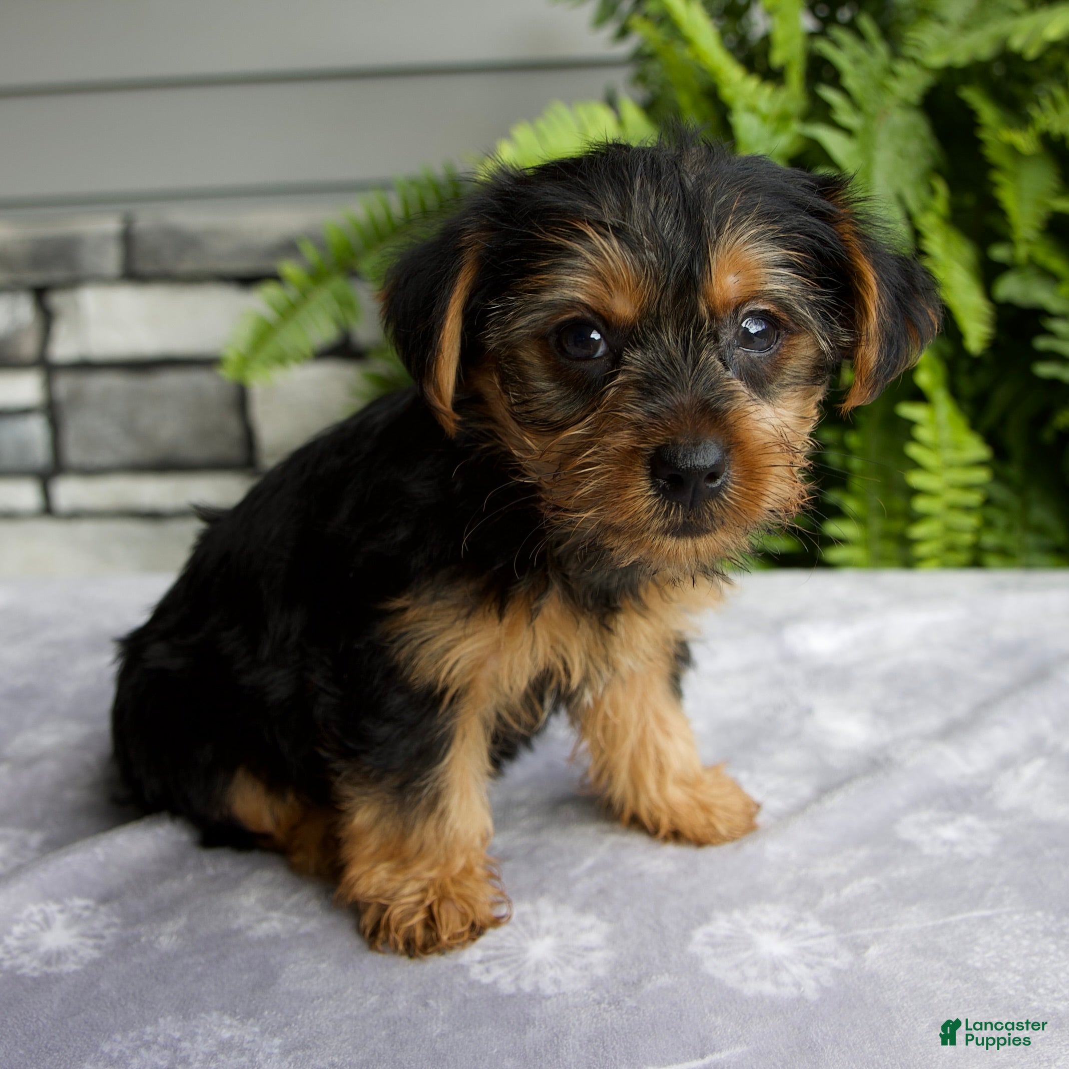 Yorkshire Terrier dogs Kona - Ad 2