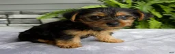 Yorkshire Terrier dogs for sale: Kona - Ad 2