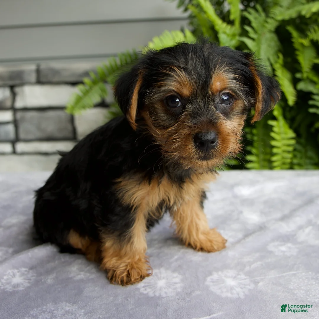 Yorkshire Terrier dogs for sale: Kona - Ad 2
