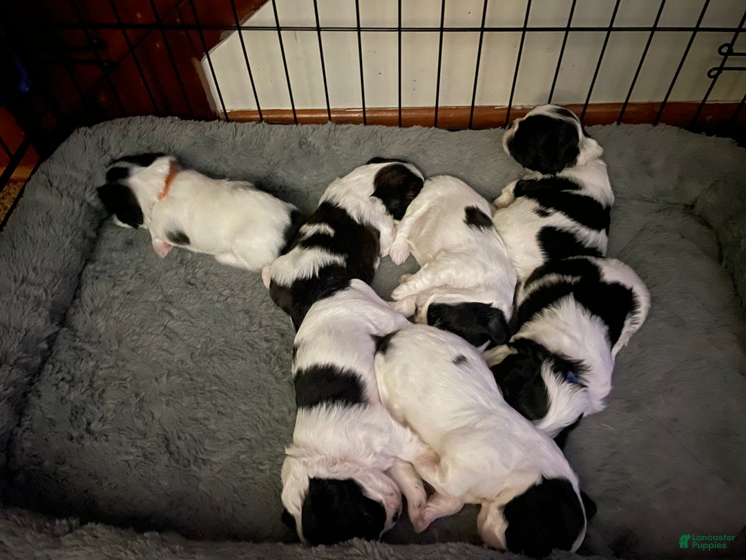 Mixed Breed dogs for sale: Cocoa - Ad 3