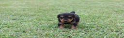 Airedale Terrier dogs for sale: AKC Juke - Ad 9