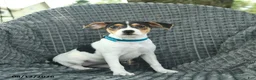 Smooth Fox Terrier dogs for sale: Daisy  - Ad 2