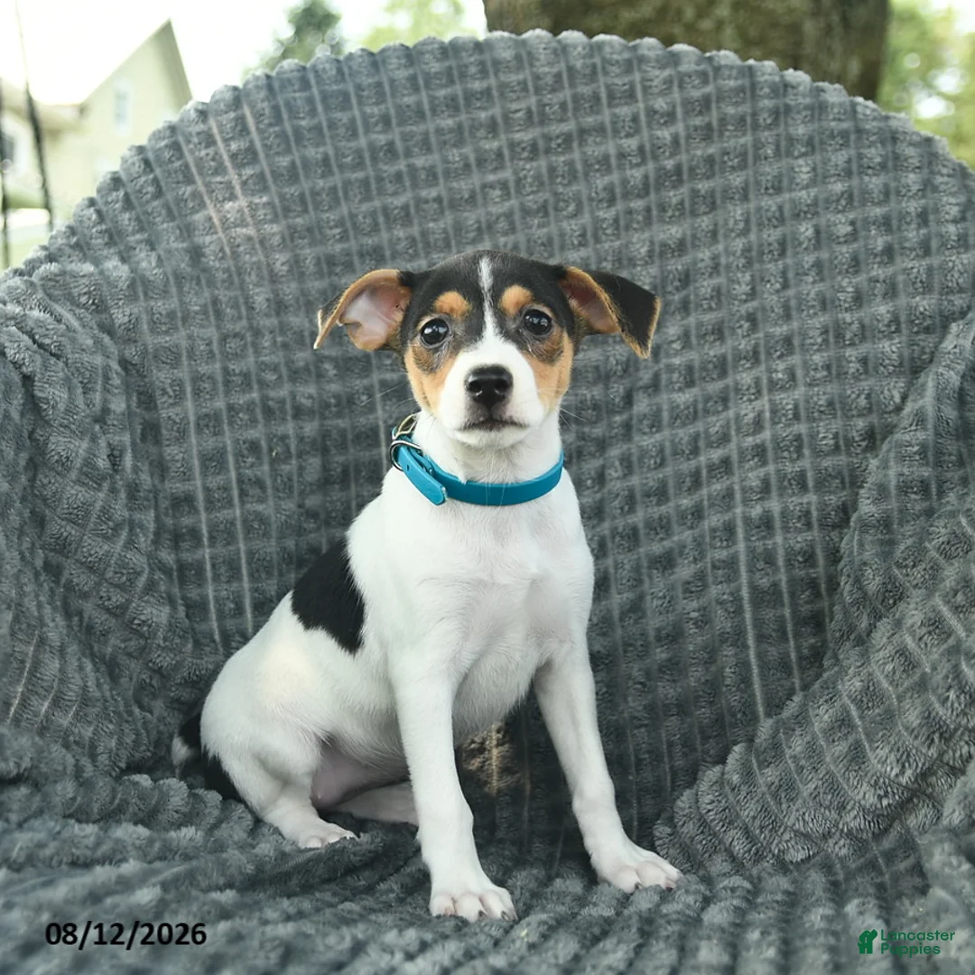 Smooth Fox Terrier dogs for sale: Daisy  - Ad 2