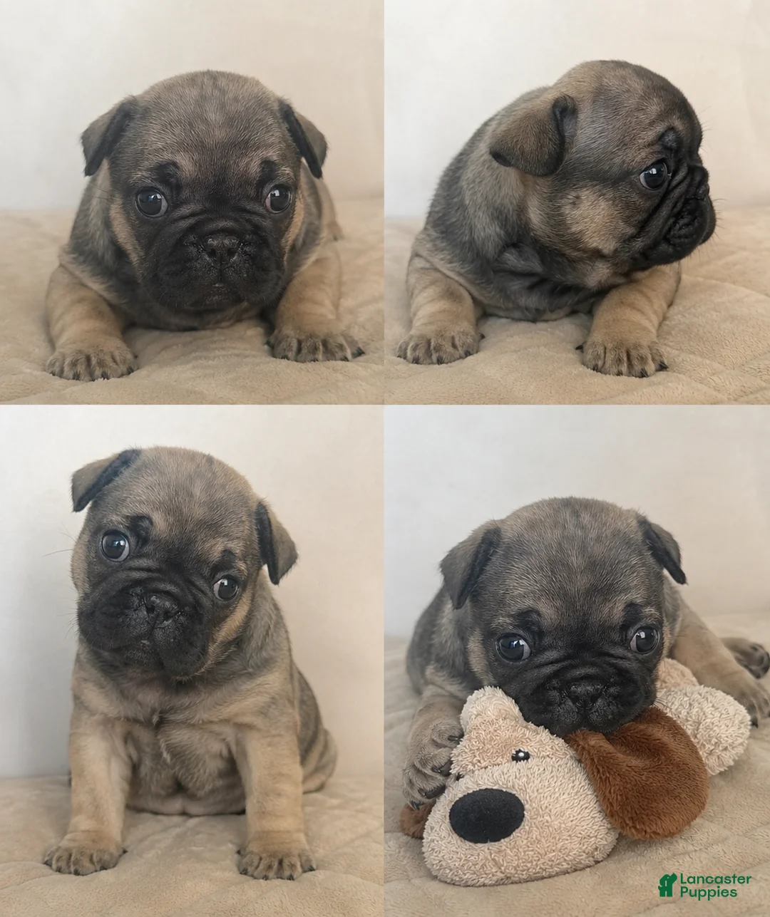French Bulldog dogs for sale: French Bulldog Puppy 3 - Ad 2