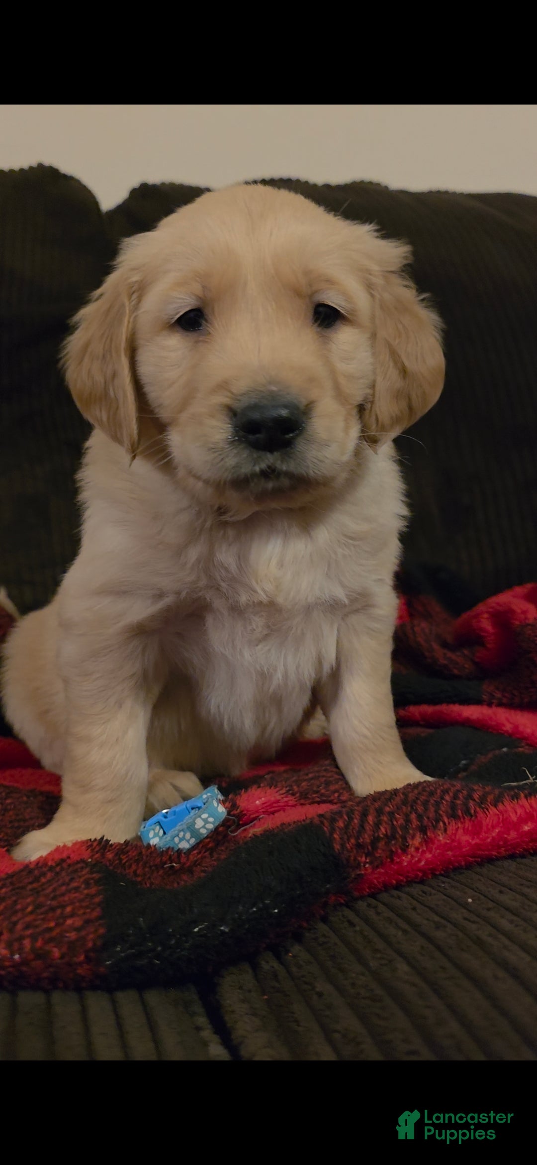 Golden Retriever dogs Cooper - Ad 41