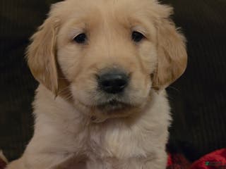 Golden Retriever dogs Cooper - Ad 41