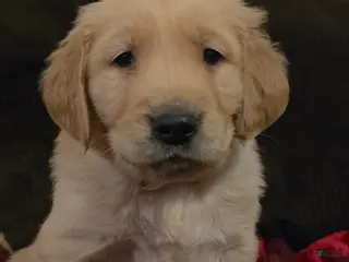 Golden Retriever dogs Cooper - Ad 3