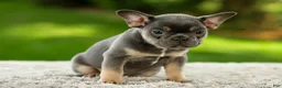 French Bulldog dogs for sale: Fancy - Ad 3