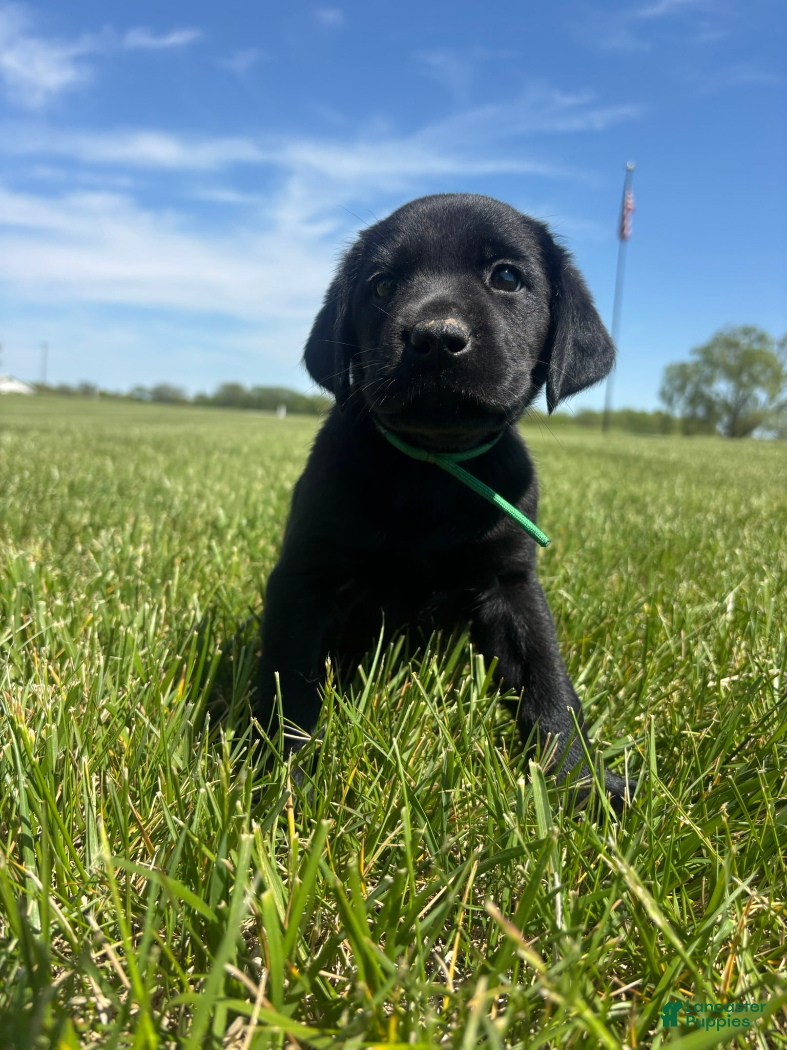 Labrador Retriever dogs for sale: Labrador Retriever Puppy 4 - Ad 2