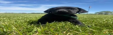 Labrador Retriever Puppy 4