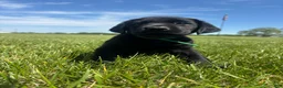 Labrador Retriever dogs for sale: Labrador Retriever Puppy 4 - Ad 1