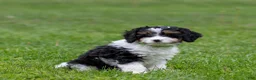 Cavapoo dogs for sale: Crusher Cavapoo Puppy  - Ad 12
