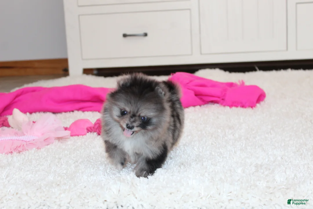Pomeranian dogs for sale: Tiny Tiana - Ad 5