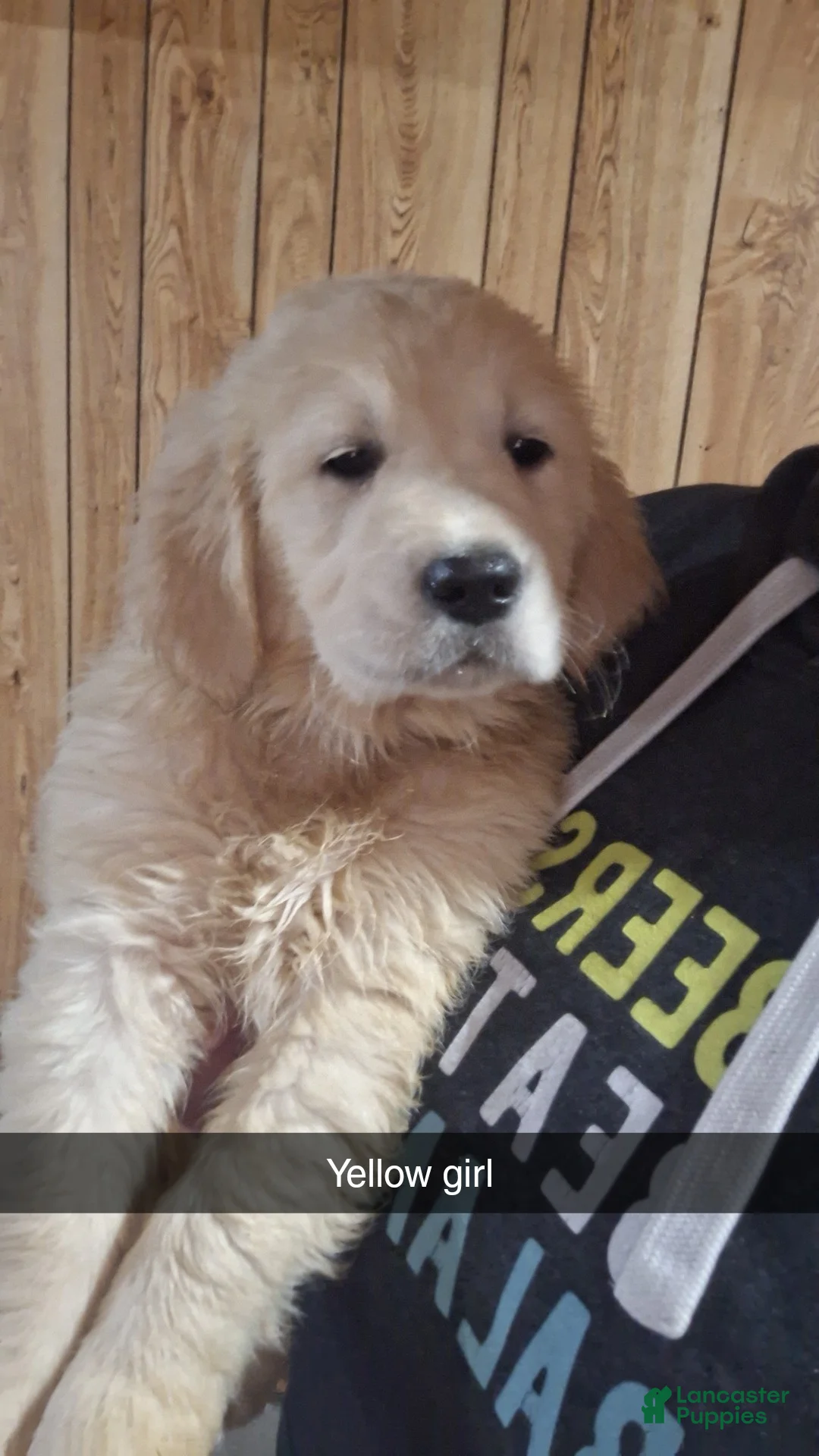 Golden Retriever dogs for sale: Tulip - Ad 1