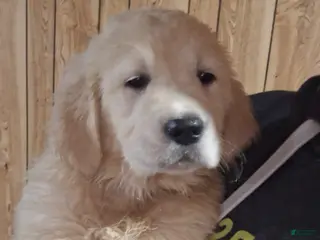 Golden Retriever dogs Tulip - Ad 6