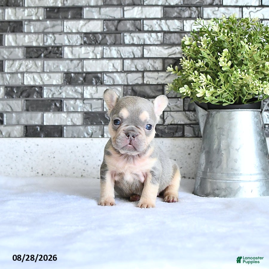 French Bulldog dogs Adora - Ad 1