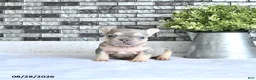 French Bulldog dogs for sale: Adora - Ad 1