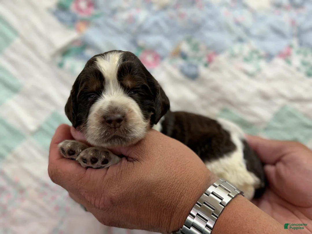 English Springer Spaniel dogs for sale: Coral - Ad 2