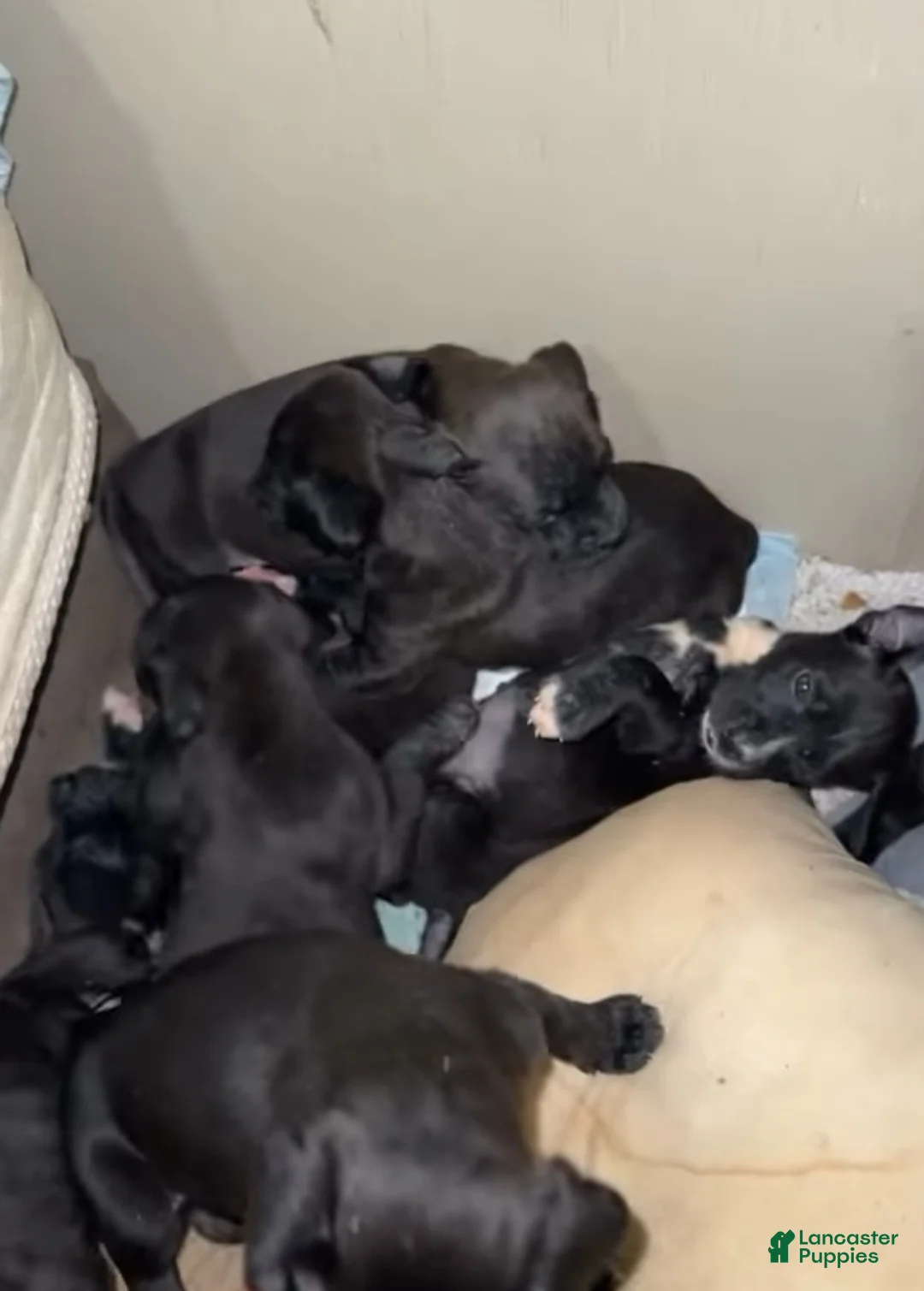 Mixed Breed dogs for sale: Lobi - Ad 2