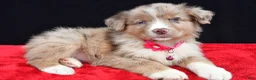 Miniature Australian Shepherd dogs for sale: Fern  - Ad 4
