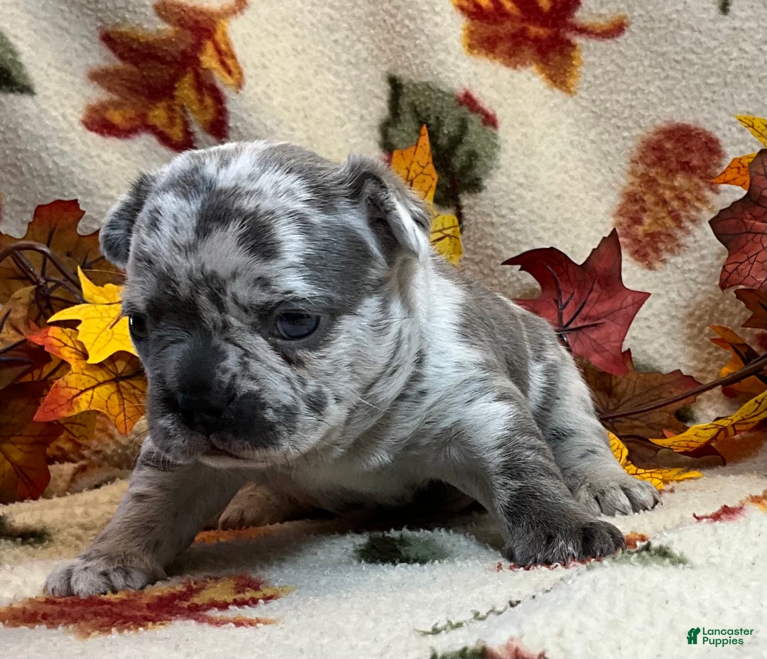 French Bulldog dogs for sale: Tracker - Ad 21