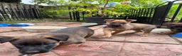 Mixed Breed dogs for sale: Mocha - Ad 17