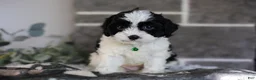 Cavapoo dogs for sale: Lennox - Ad 3