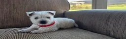 West Highland Terrier dogs for sale: Tilley - Ad 7