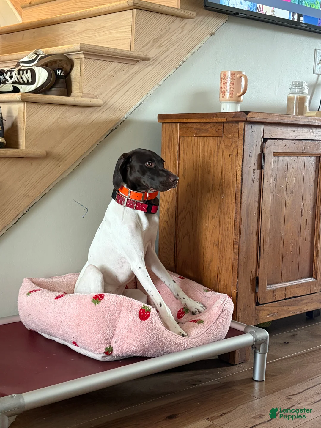 German Shorthaired Pointer dogs for sale: German Shorthaired Pointer 1 - Ad 2