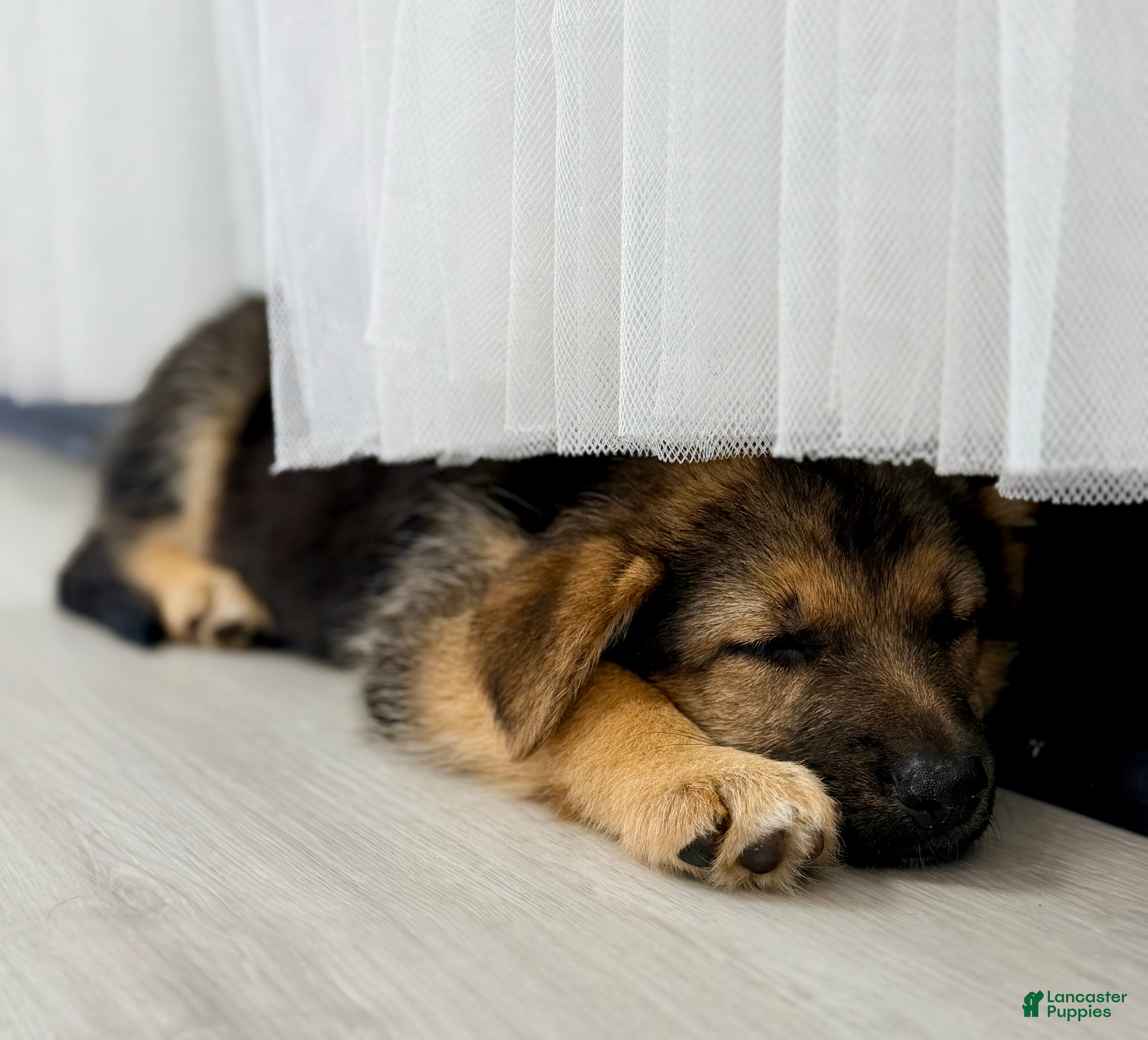 German Shepherd dogs Turbo - Ad 15
