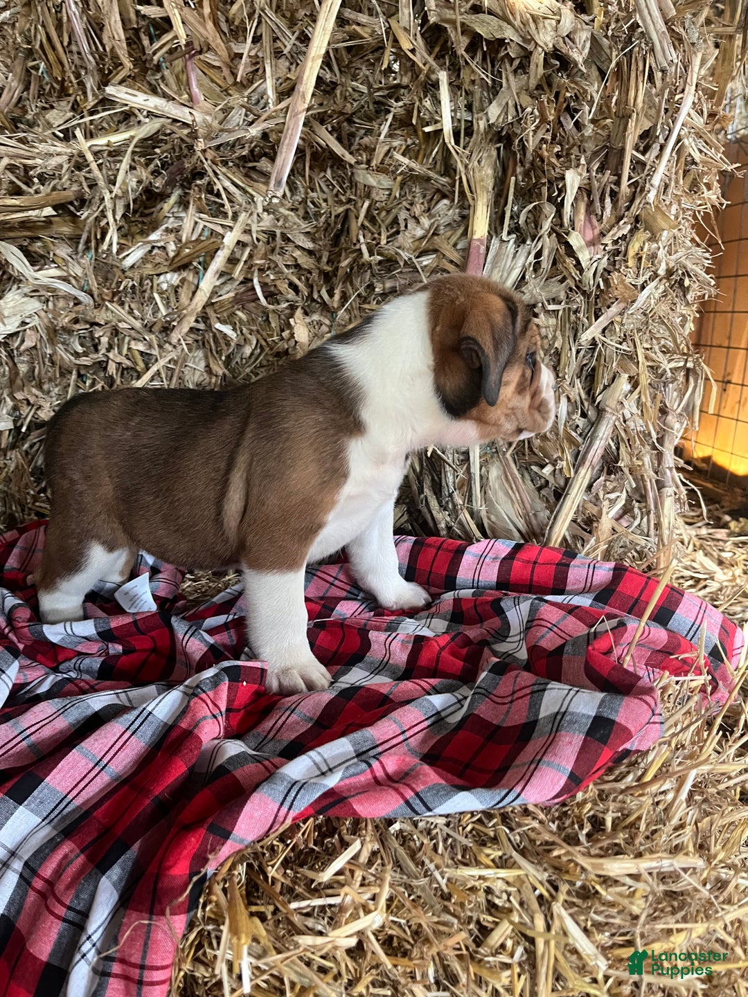 Mixed Breed dogs for sale: Beau - Ad 2