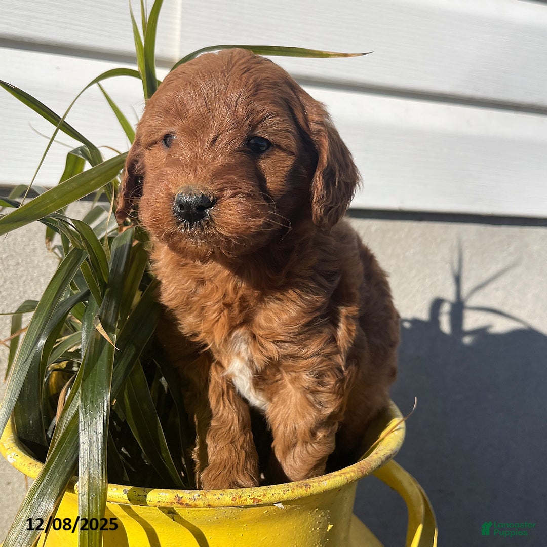 Mini Goldendoodle dogs for sale: Cookie - Ad 2