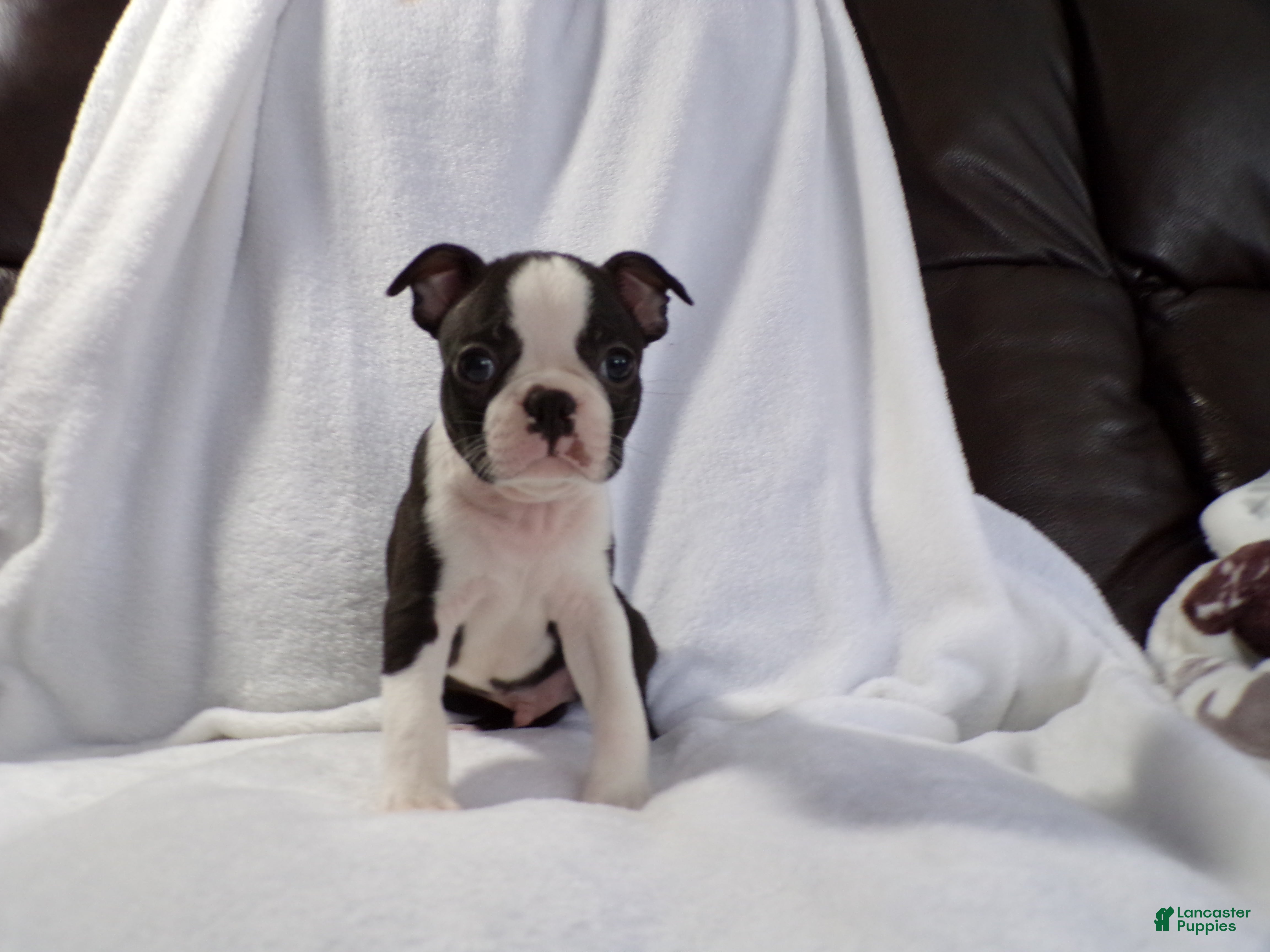 Boston Terrier dogs Handsome AKC - Ad 2