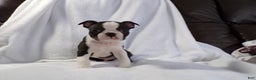 Boston Terrier dogs for sale: Handsome AKC - Ad 2