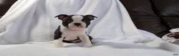 Boston Terrier dogs for sale: Handsome AKC - Ad 2