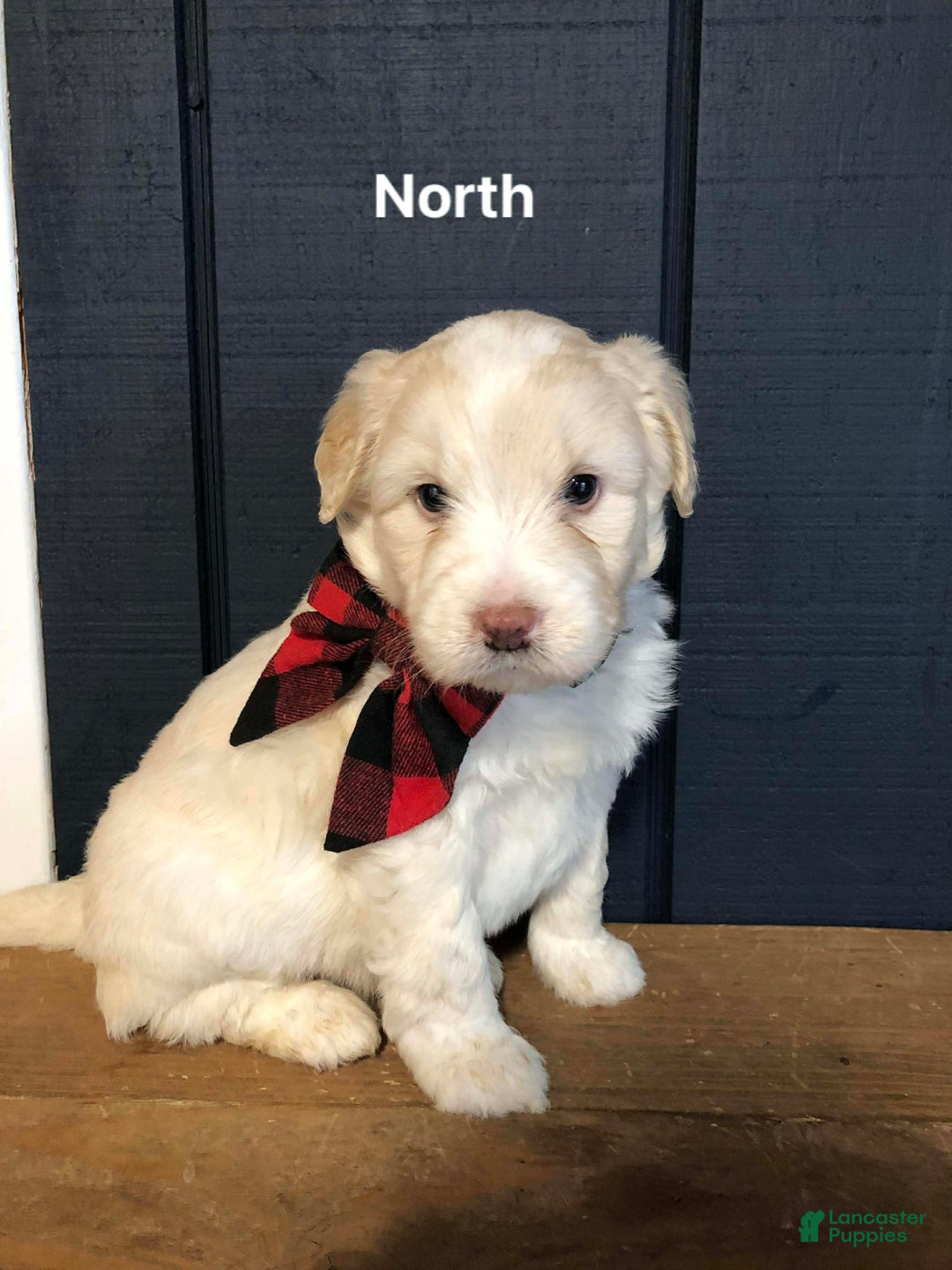 Aussiedoodle dogs for sale: North - Ad 7