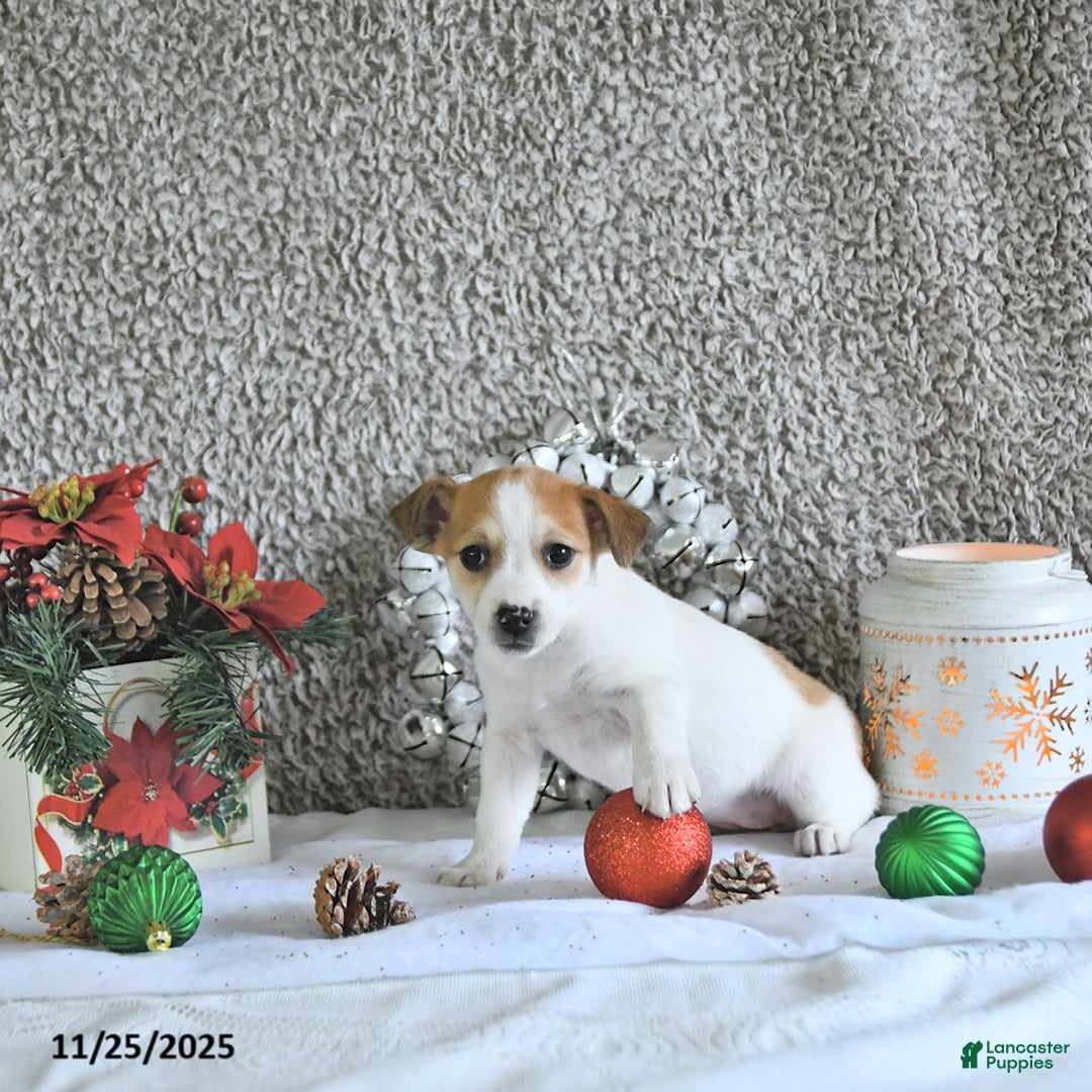 Jack Russell Terrier dogs for sale: Reba - Ad 4