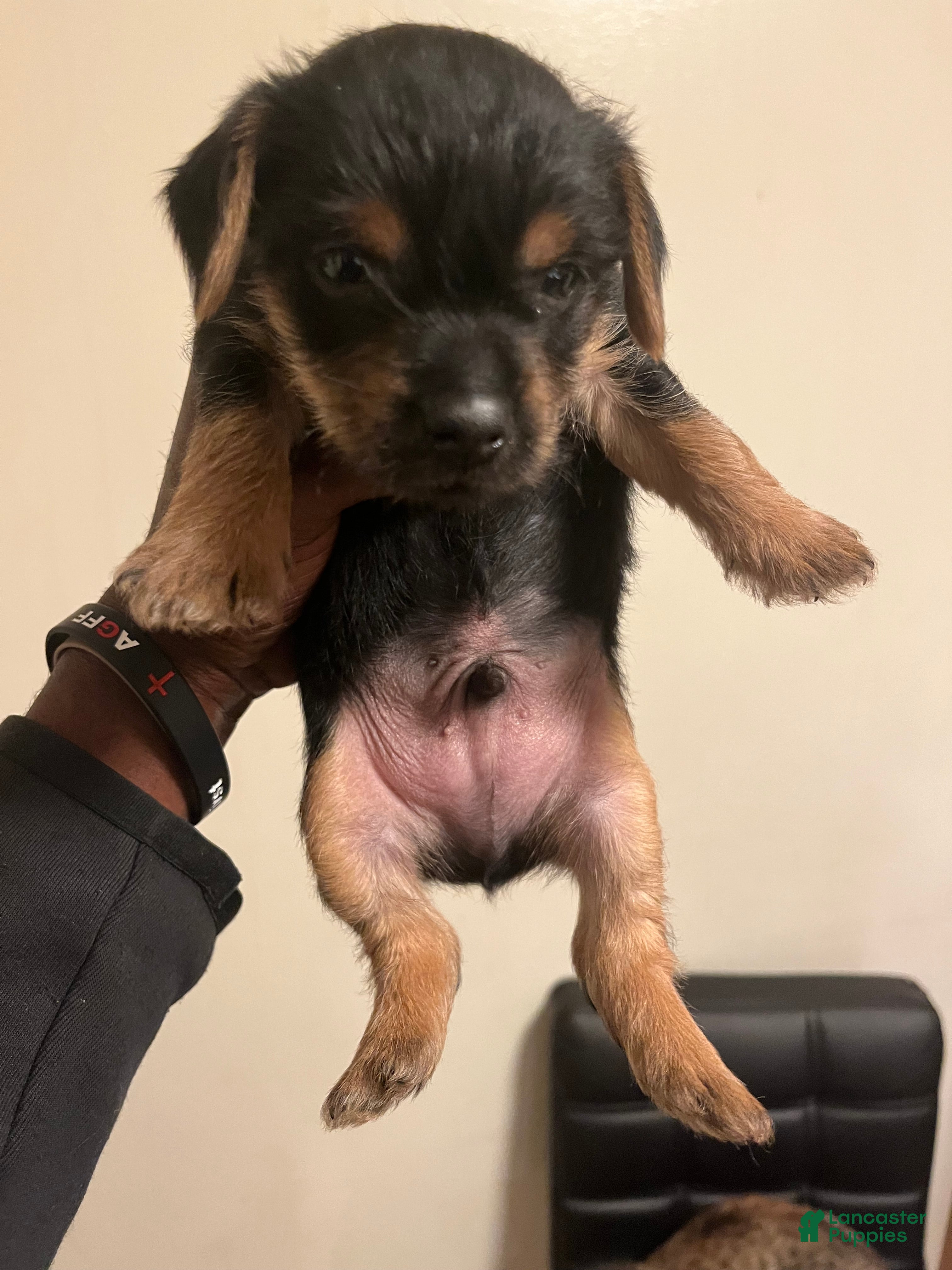 Yorkshire Terrier dogs Yorkshire Terrier Puppy 2 - Ad 32