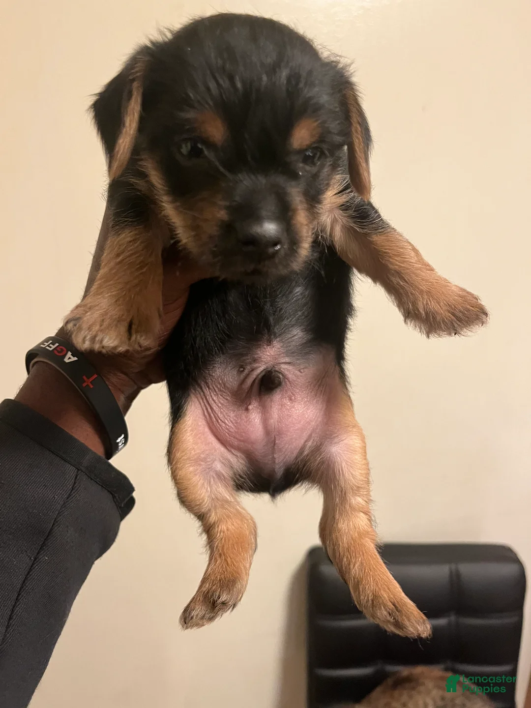 Yorkshire Terrier dogs for sale: Yorkshire Terrier Puppy 2 - Ad 1