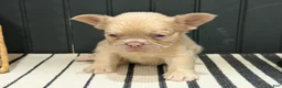 French Bulldog dogs for sale: King George - Ad 11