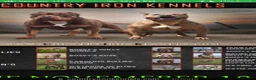 American Bully dogs for stud: Big Suge  - Ad 10