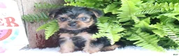 Yorkshire Terrier dogs for sale: Zach - Ad 3