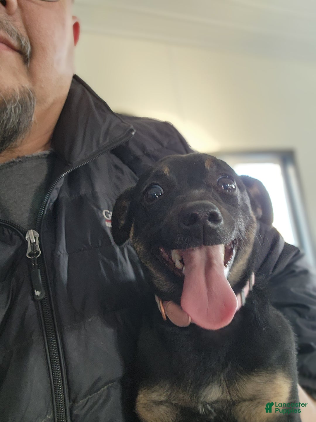 Mixed Breed dogs for sale: Bella - Ad 3