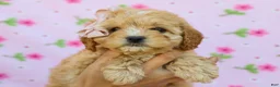 Cavapoo dogs for sale: Ida F1B Cavapoo Pup - Ad 2