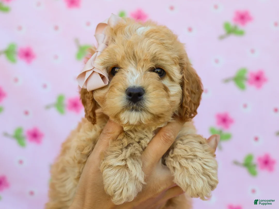 Cavapoo dogs for sale: Ida F1B Cavapoo Pup - Ad 2